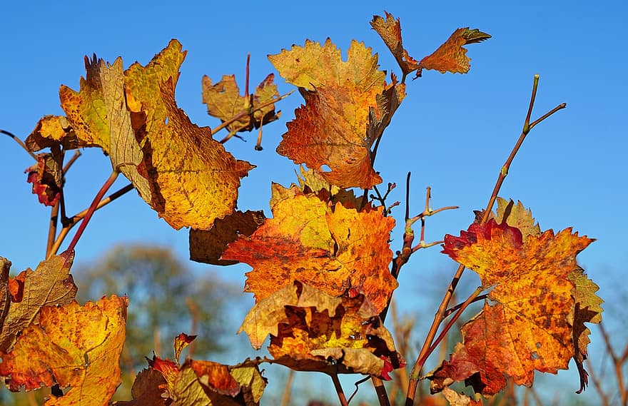 bladeren, wijnstok, herfst, vallen, gebladerte, fabriek, flora, natuur