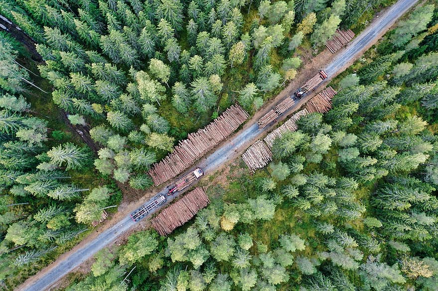 bosque, picea, explotación florestal, camión de registro, transporte, troncos, arboles, silvicultura, naturaleza, vista superior