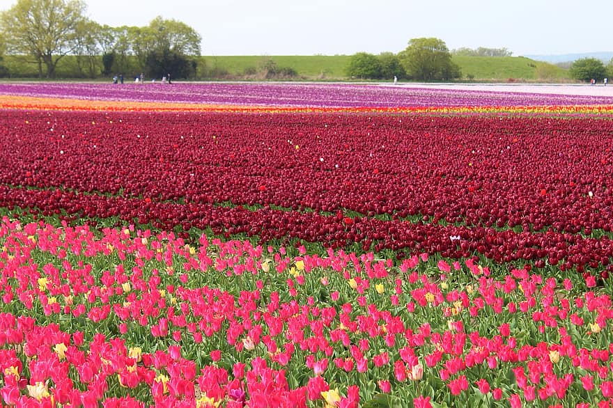 tulipaner, blomster, hage, vår, norfolk, uk, utendørs, blomstre, felt, natur, blomst