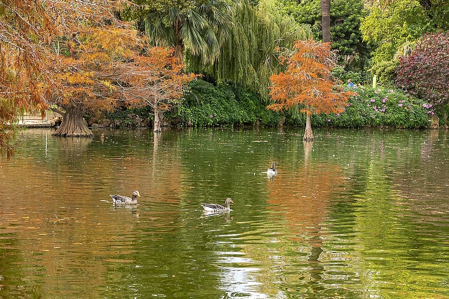 ставок, води, качки, Акуатичні птахи, природи, парк, осінь, дерево, качка, жовтий, зелений колір