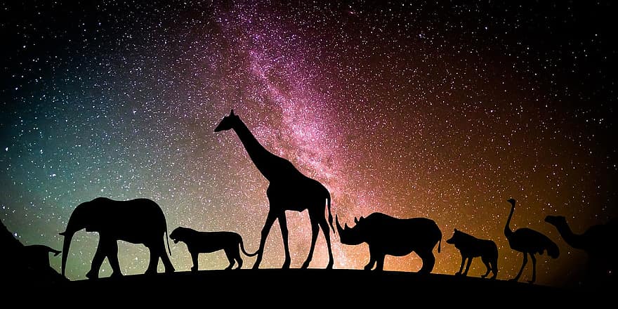 dzīvnieku, piena ceļš, galaktika, zilonis, žirafe, debesis, naktī, zvaigznes, suns, kaķis, telpa
