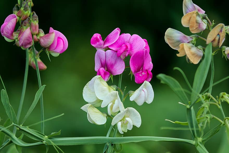 Lathyrus Latifolius, гороховый, цвести, цветение, розовый, альпинистский завод, Бобовые, krautig, боб, соцветие, цветы