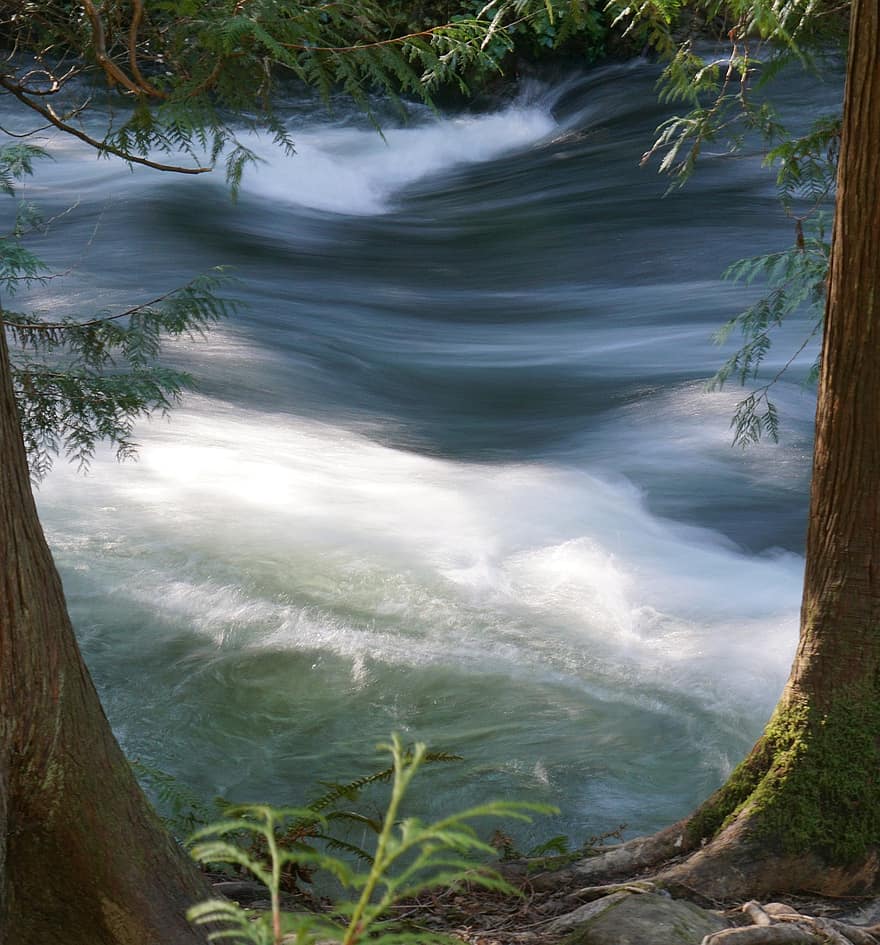 Whatcom Creek, flod, fors, whatcom faller parken, bellingham, Washington, whatcom county, träd, skog, vatten, grön färg