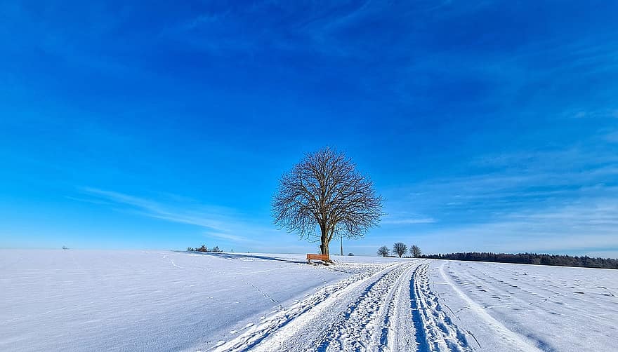 सर्दी, हिमपात, परिदृश्य, पेड़, बेंच, सड़क, प्रकृति, नीला आकाश, नीला, मौसम, ठंढ