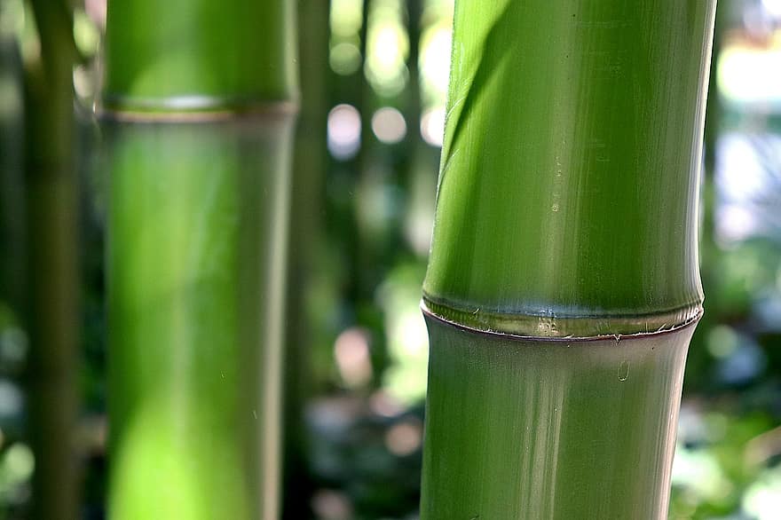 bambusa, zaļa, Bambouseraie D Anduze, gard, Francija, slavens, Augu kolekcija, zāli, dārzs, dārzkopība, botānika