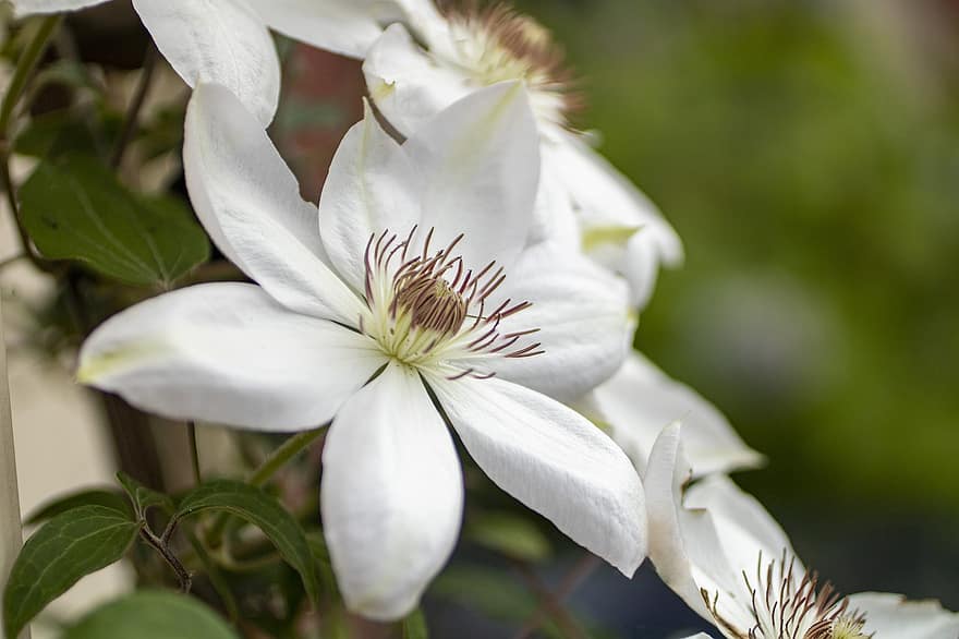 クレマチス、花、白い花、花びら、白い花びら、咲く、フローラ、工場、庭園、自然