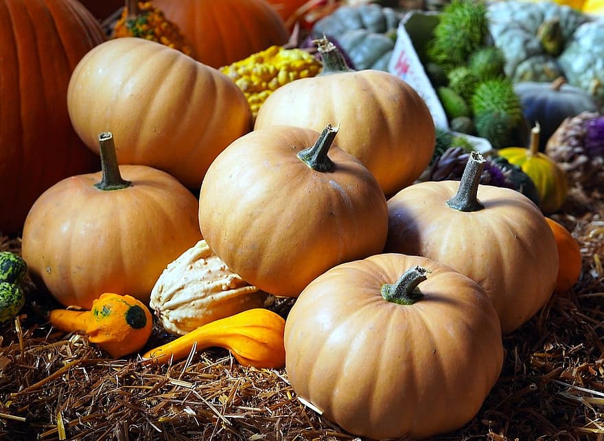 autumn, pumpkin, seasonal
