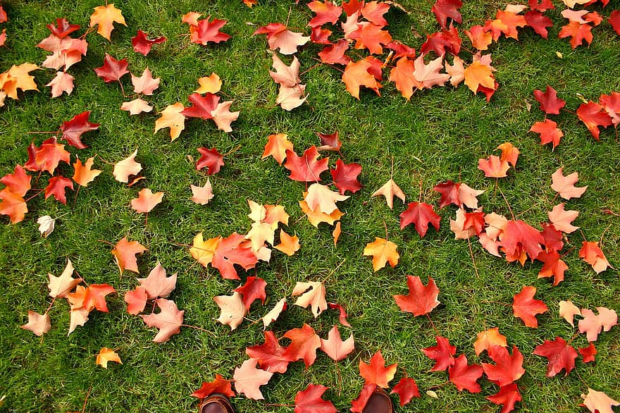 bladeren, herfst, natuur, seizoen, blad, achtergronden, gras, multi gekleurd, fabriek, detailopname, geel