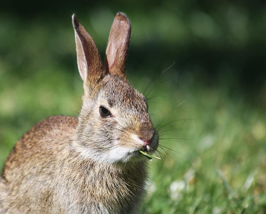 Conejo, conejo marrón, mordisqueando, conejo salvaje, fauna silvestre, animal, animal pequeño