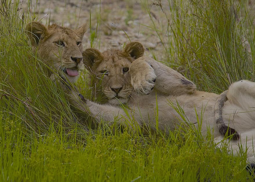 leones, cachorros de león, animales, jugar, hermanos, Tiempo de juego, cachorros, animales jovenes, animales bebés, fauna silvestre, safari