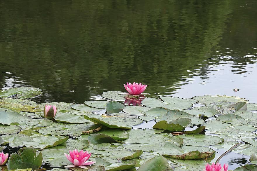 Nympheas, Giverny, Monet, Nature, Plant, Water, Garden, Japanese