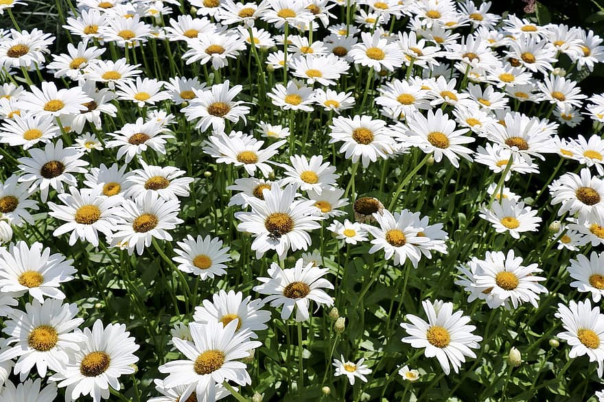 daisy, blommor, trädgård, vita blommor, kronblad, vita kronblad, blomma, blommar, växter, flora
