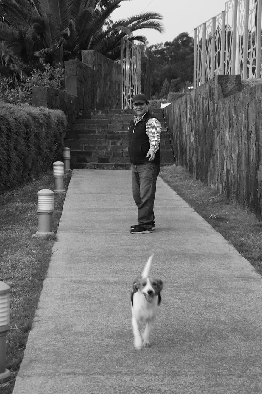 мъж, куче, гонче, щастлив, да тичаш, парк, Черно и бяло, домашни любимци, хора, ходене, възрастен