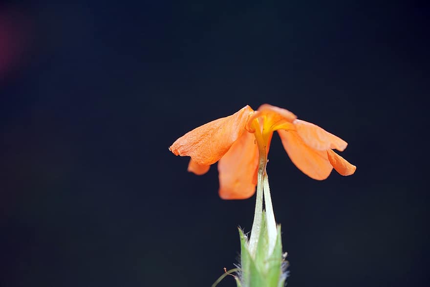 orangene Blume, Blume, Natur, Flora
