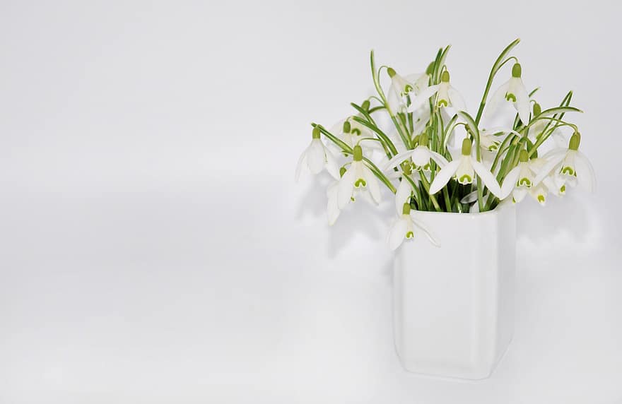 perce neige, fleur, vase, fleurs blanches, pétales, pétales blancs, Floraison, décoration florale, flore, blanc, printemps