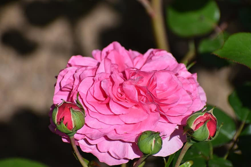 rosa, flor, botões, rosa rosa, pétalas, pétalas cor de rosa, Flor, flora, plantar