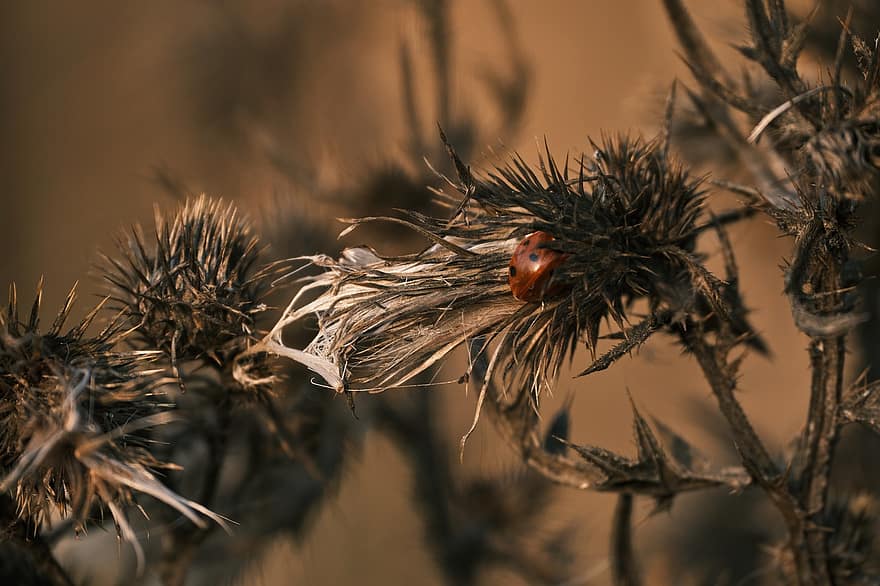 Ladybug, Insect, Dried Flowers, Dry Flowers, Flowers, Ladybird, Beetle, Thistle, Weed, Withered, Plant