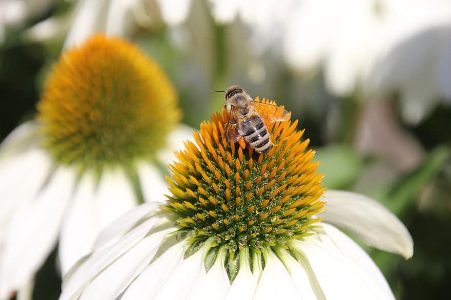 solhatt, Bie, blomst, pollen, pollinering, blomstre, anlegg, hage, natur, echinacea, insekt