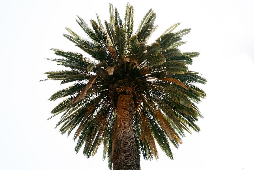 palma, árbol, tropical, hoja, cielo