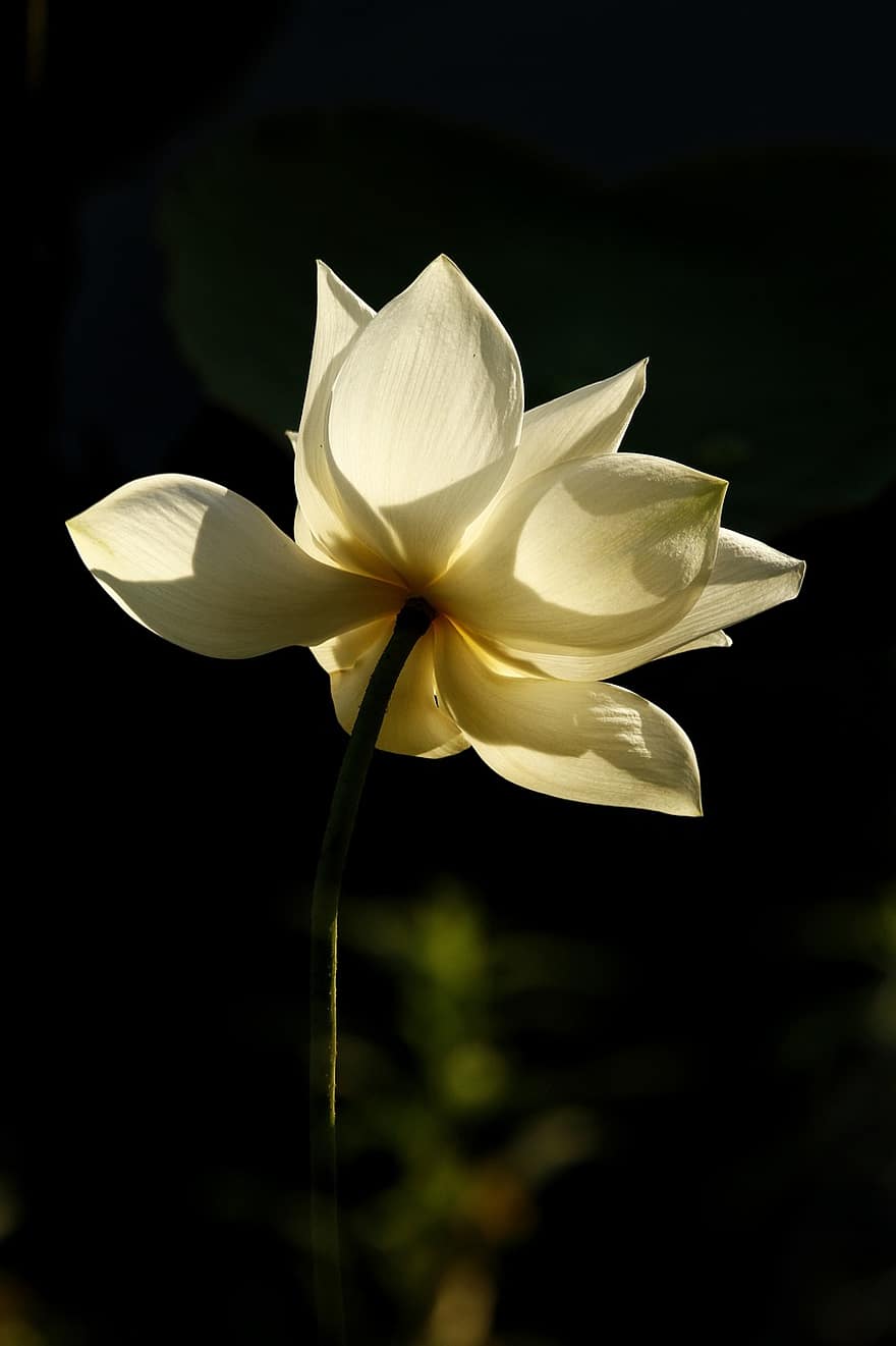 lotus, blomma, lotusblommor, vit Lotus, vita blommor, kronblad, vita kronblad, vattenväxter, flora