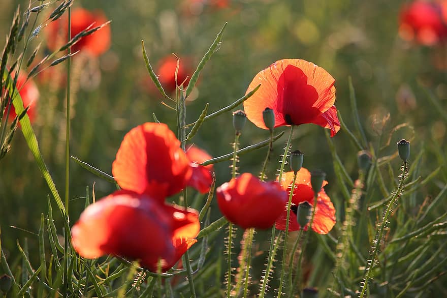 Red Poppies, Flowers, Buds, Blooming, Rapeseed, Meadow, Spring, Nature