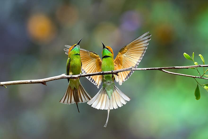 Green Bee-Eater, chim, chi nhánh, đậu, con ong xanh nhỏ ăn thịt, động vật, động vật hoang dã, lông vũ, bộ lông, cánh, mỏ