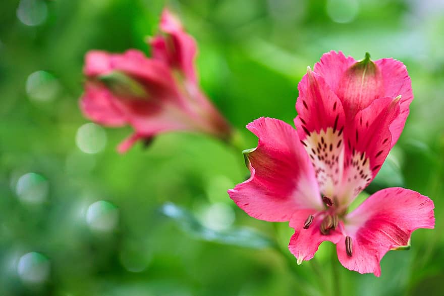 Flores rosadas, lirios peruanos, lirio de los incas, alstroemeria, floración, flor, planta floreciendo, planta ornamental, flora, naturaleza