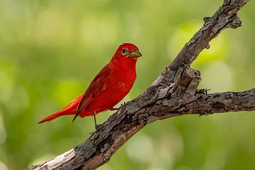 letni tanager, tanager, ptak, czerwony ptak, Natura, dzikiej przyrody, przysiadł, ptak śpiewający, zdrowaśka, ptaków, ornitologia