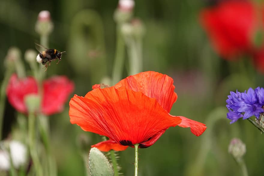 Poppy, Flower, Bumblebee, Insect, Bee, Animal, Flower Meadow, Meadow, Nature, Closeup, Mohnblume