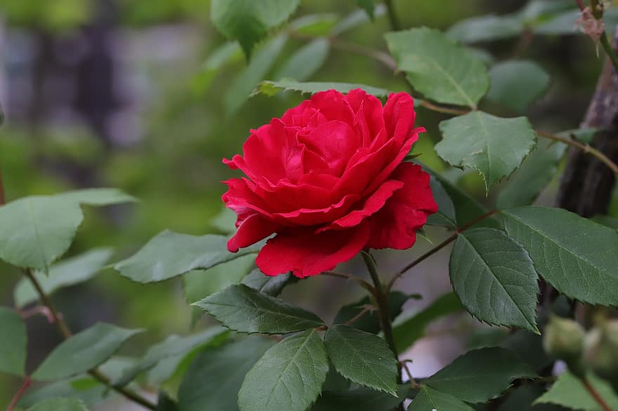 rosa, rosa rossa, fiore rosso, fiore, primavera, giardino, fiorire, foglia, avvicinamento, pianta, estate