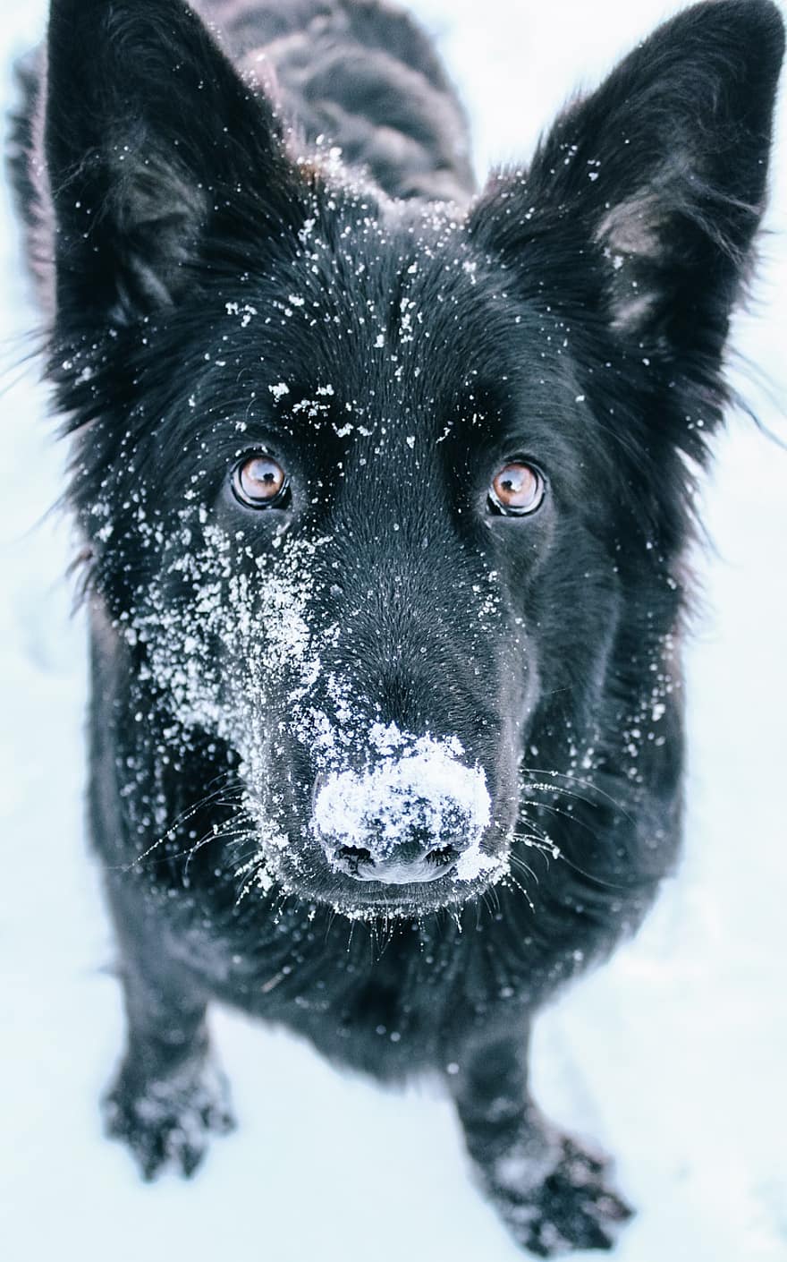 anjing, gembala, salju, embun beku, sangat dingin, musim dingin, salju yg turun, potret, dingin, potret anjing, anjing hitam