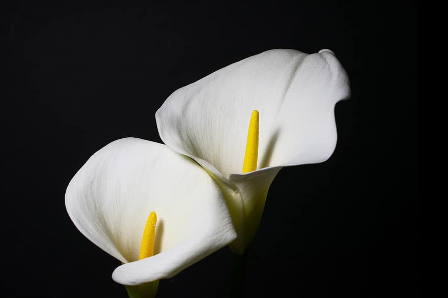 calla lily, fleur, plante, arum lily, fleurs blanches, Floraison