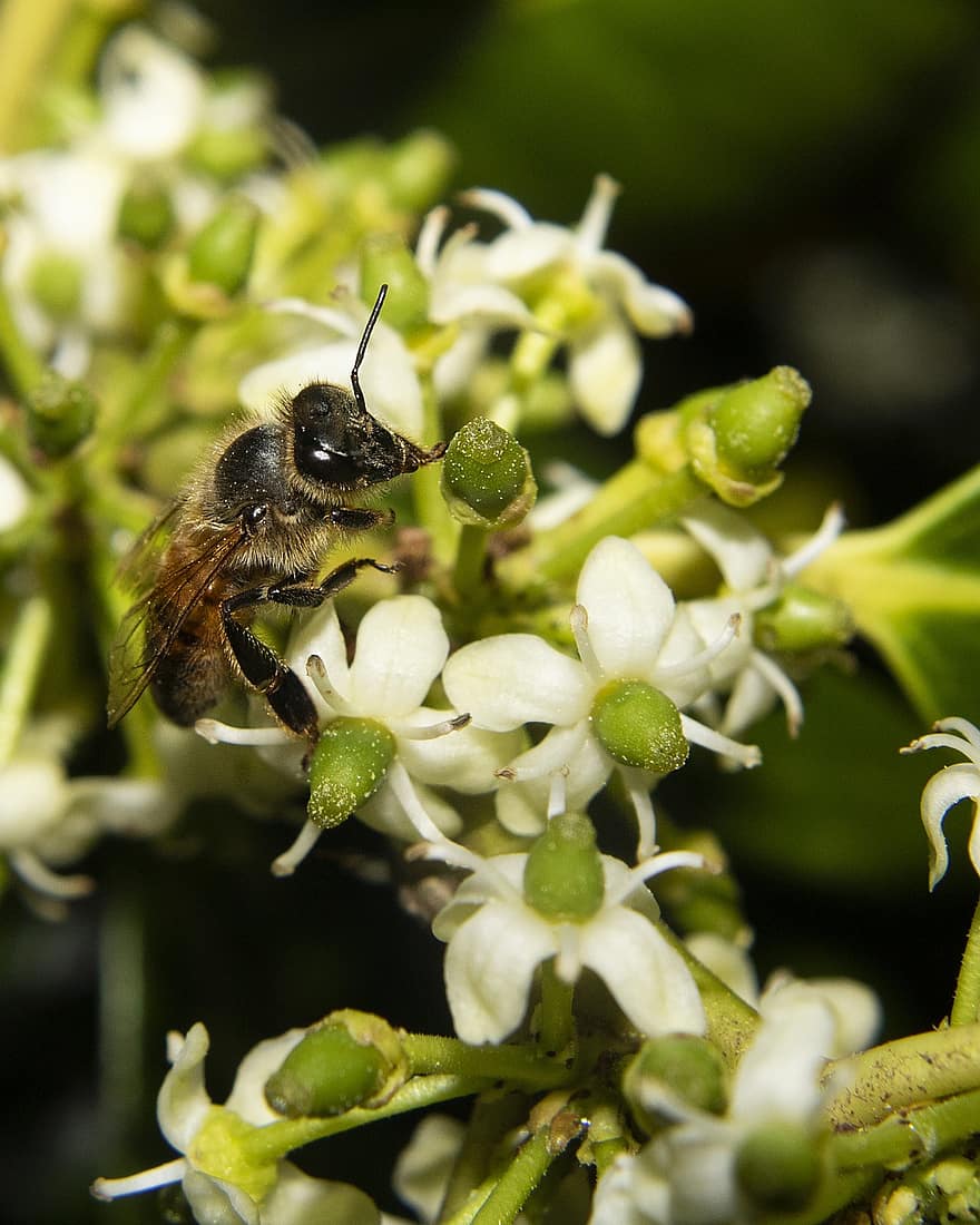 Bie, insekt, pollinere, pollinering, blomster, bevinget insekt, vinger, natur, Hymenoptera, entomologi, makro