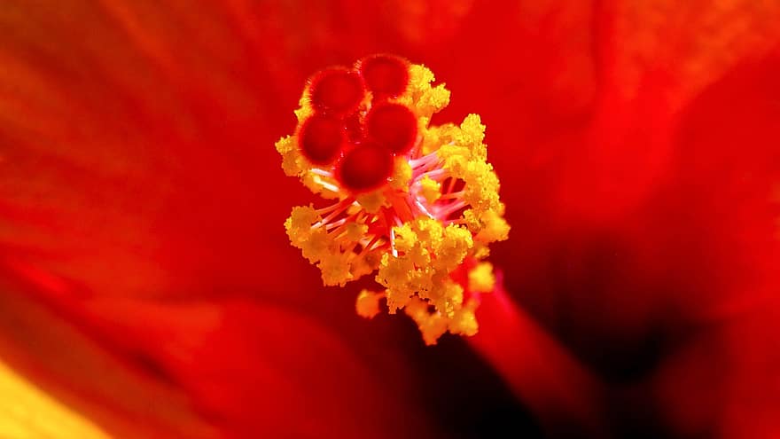 Blume, rote Blume, rote Blütenblätter, Makrofotografie, Nektar, blühen, Nahansicht, Flora, Natur, Blumenzucht, Botanik