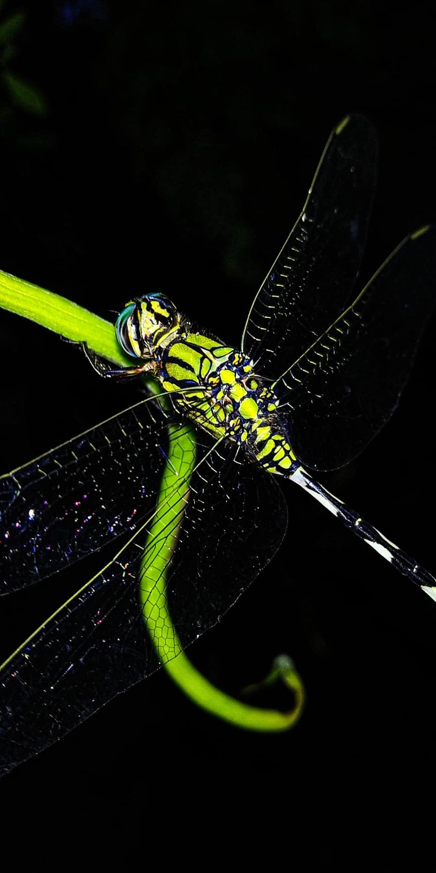 libélula, insecto, Skimmer delgado, Halcón de los pantanos verdes, animal, jardín, naturaleza