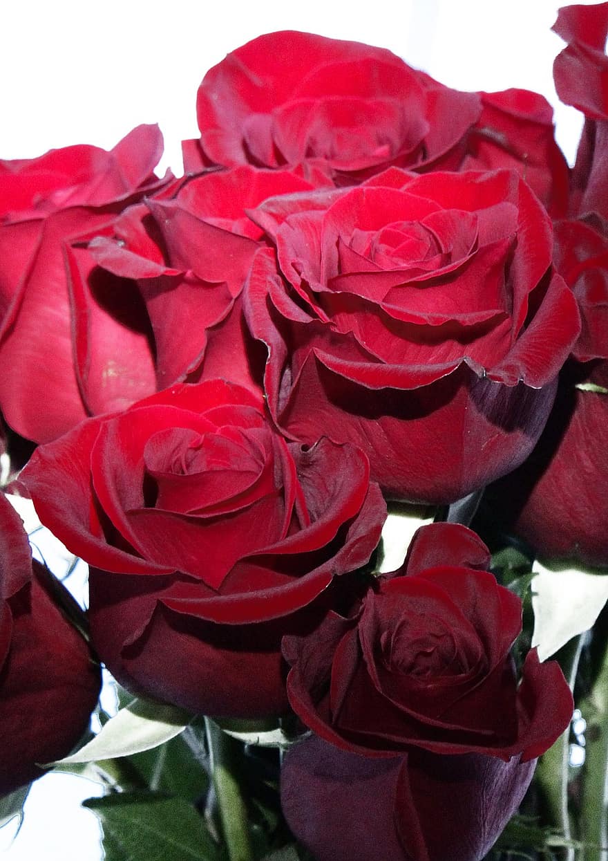 рози, букет, цветя, обичам, роман, романтичен, цвете, подарък, разцвет, листенца, сватба