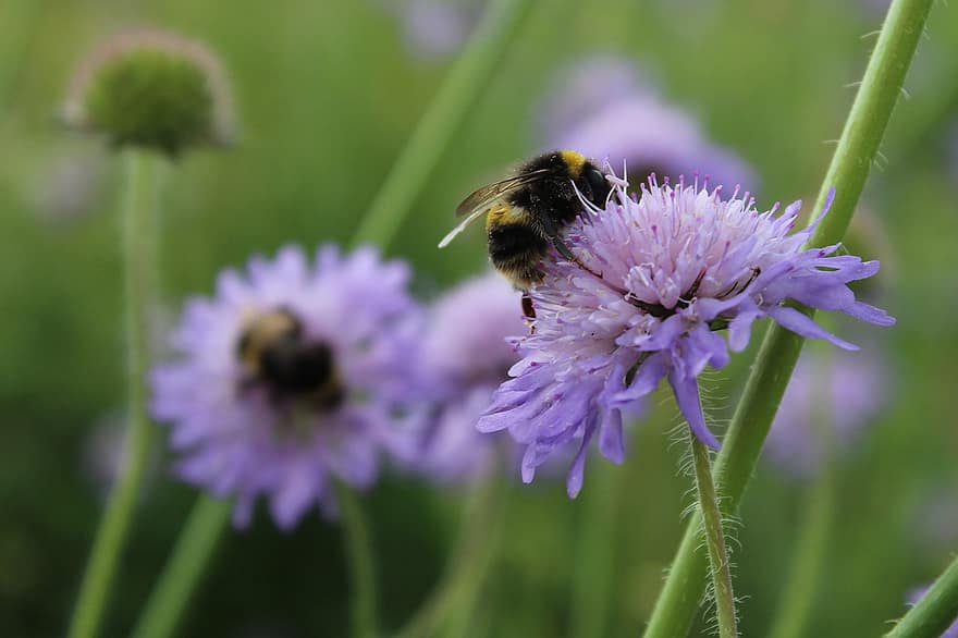 Bie, insekt, pollinere, pollinering, blomst, bevinget insekt, vinger, natur, Hymenoptera, entomologi, makro