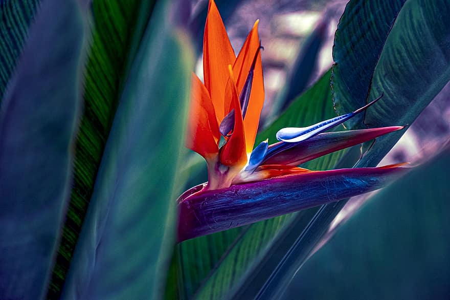 Paradiesvogel Blume, Natur, Blume, exotische Pflanze, Blütenblätter, blühen, tropisch, tropische Pflanze, Postkarte, Paradiesvogel, exotische Blume