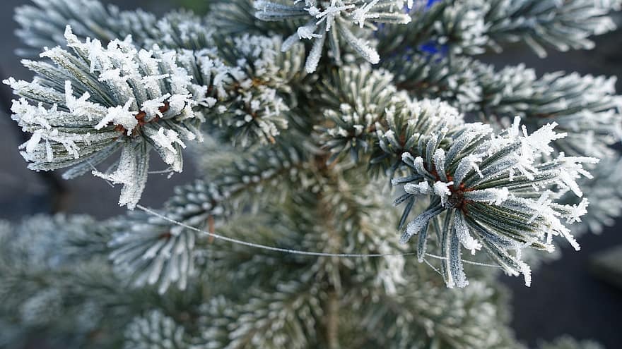 Winter, Frost, Ice Crystals, Branches, Cobweb, close-up, tree, coniferous tree, branch, season, fir tree