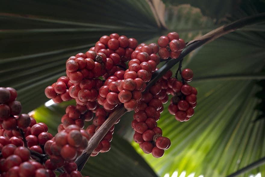 palmier, fructe de padure, fruct, sago, rundă, exotic, tropical, frunze, prospeţime, a închide, Culoarea verde