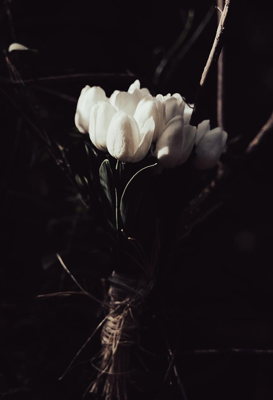 fiori, tulipano, fioritura