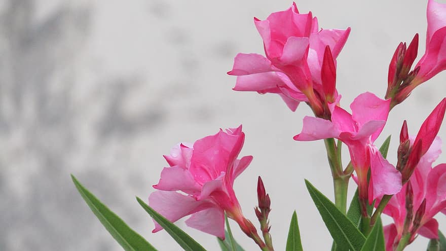 oleander, nerium, bunga-bunga merah muda, alam, flora, taman, berkembang, mekar, bunga-bunga