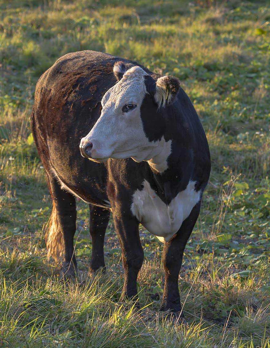 sapi, ternak, tanah pertanian, hewan, alam, mamalia, pertanian, pedesaan, daging sapi, termasuk keluarga sapi