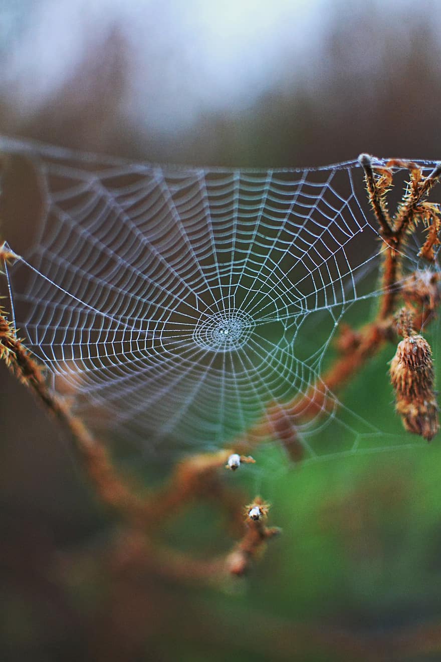 edderkoppespind, spindelvæv, makro, Skov, efterår