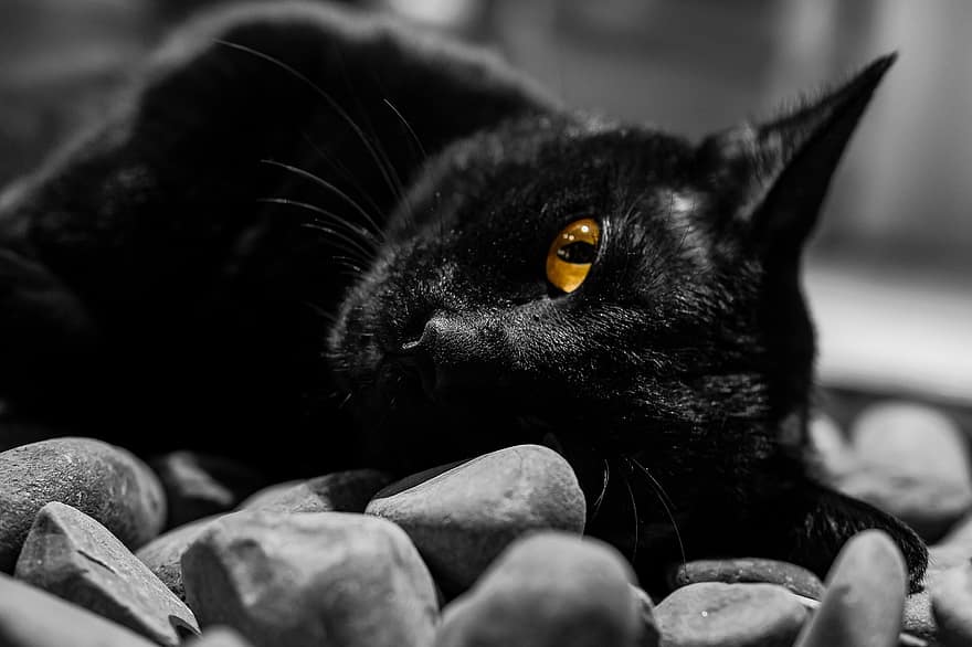 macska, állat, fekete, házi kedvenc, szemek, macska szeme, macskaféle, sziklák, fekvő, háziállat, házimacska