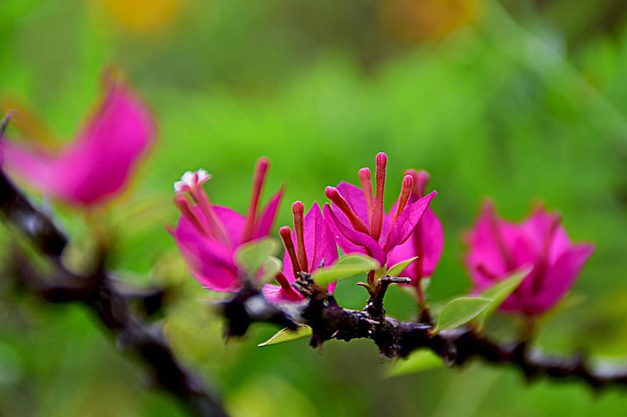 Bougainvillea, kukat, kasvi, vaaleanpunaiset kukat, haara, terälehdet, kukinta, kasvisto, luonto