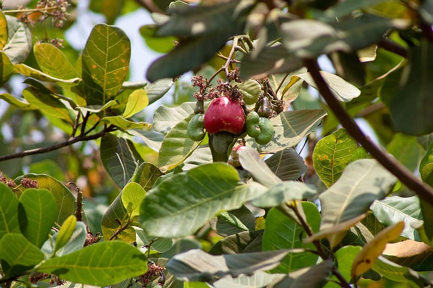 anacard, arbre d'anacard, fruita, tropical, Anacard vermell