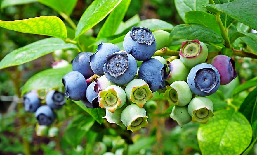 blåbær, frukt, bær, mat, fersk, sunn, moden, organisk, søt, produsere, friskhet