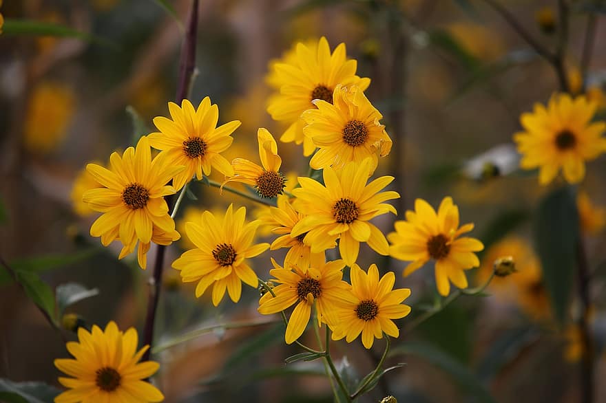 Arnica, Yellow Flowers, Bloom, Blossom, Flora, Floriculture, Herb, Medicinal Flowers, Medicinal Plants, Plants, Botany
