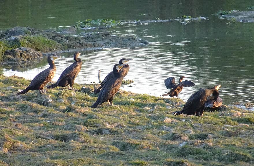 oiseau, grand cormoran, phalacrocorax carbo, grand cormoran noir, cormoran noir, black shag, aves, suliformes, phalacrocoracidae, kaziranga, parc national